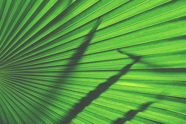 Hoja Palma Exótica Como Fondo Verde Natural —  Fotos de Stock