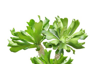 Euphorbia Zehirlemesi, Beyaz Arkaplanda İzole edilmiş Mum Bitkileri Kesme Yolu