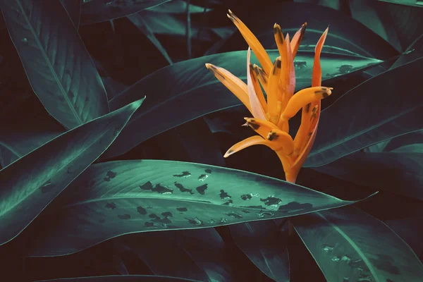 Orange Heliconia Blomma Med Frodig Mörk Tropisk Olik Bakgrund — Stockfoto