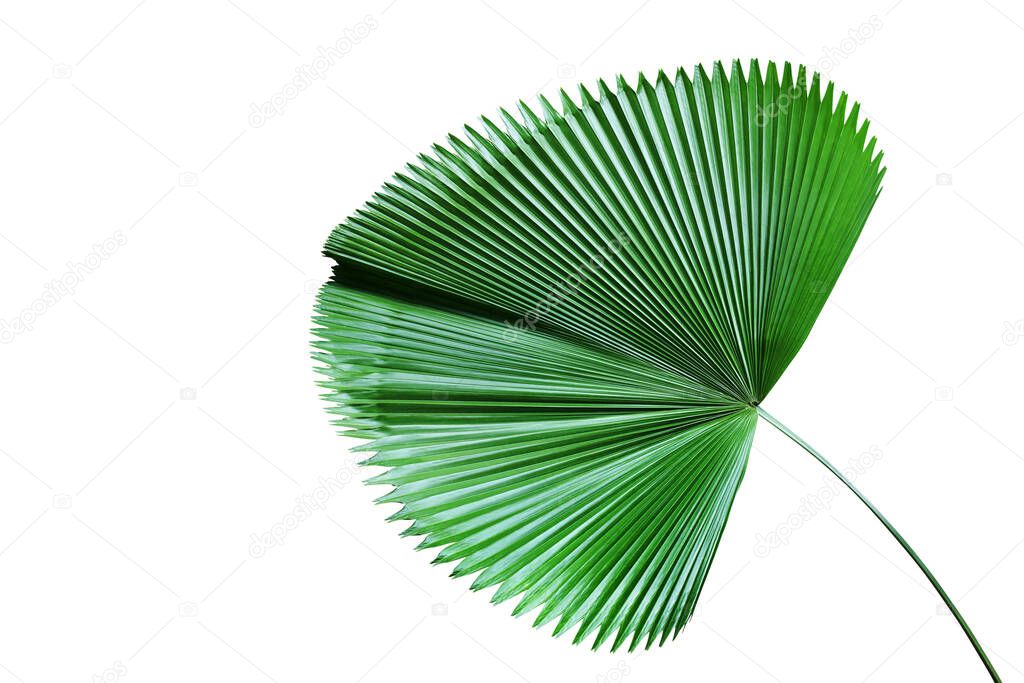 Exotic Tropical Palm Leaf Isolated on White Background with Clipping Path