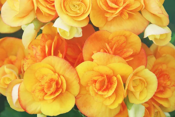 Blommande Apelsin Begonia Blommor Trädgården — Stockfoto