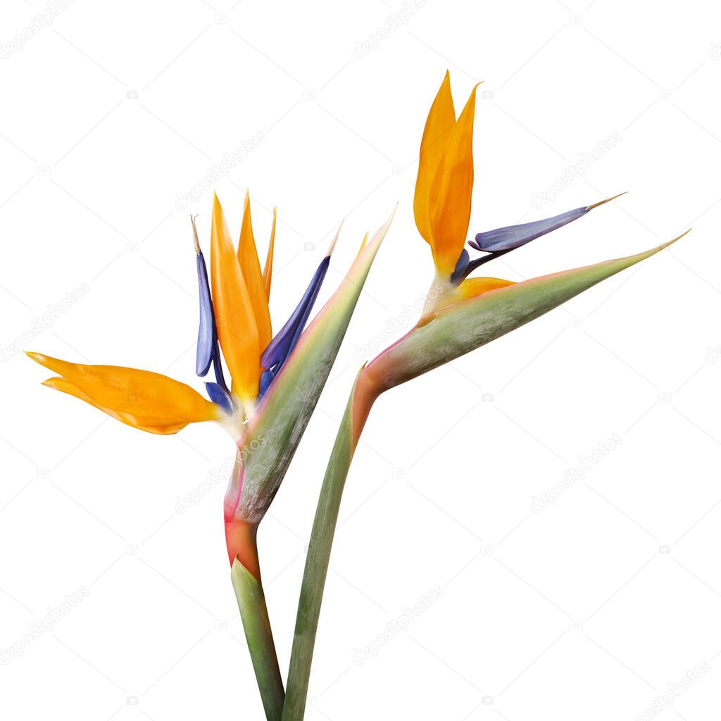 Bird of Paradise Flowers Isolated on White Background with Clipping Path