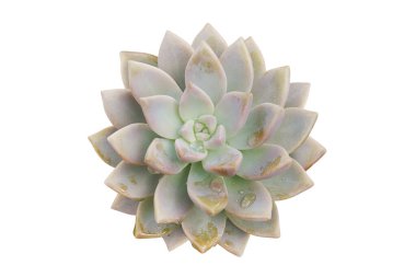 Su damlaları ile Echeveria Succulent Bitkisinin Beyaz Arkaplanda Kesme Yolu ile izole edilmiş Üst Görünümü