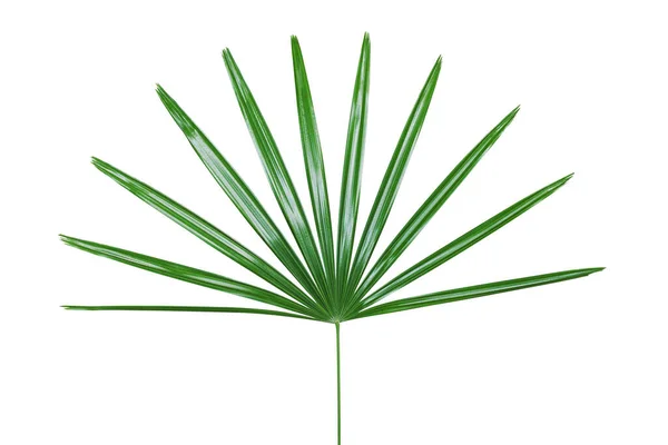 Lady Palm Bitkisinin Yeşil Yaprağı Kırpma Yolu ile Beyaz Arkaplanda İzole Edildi
