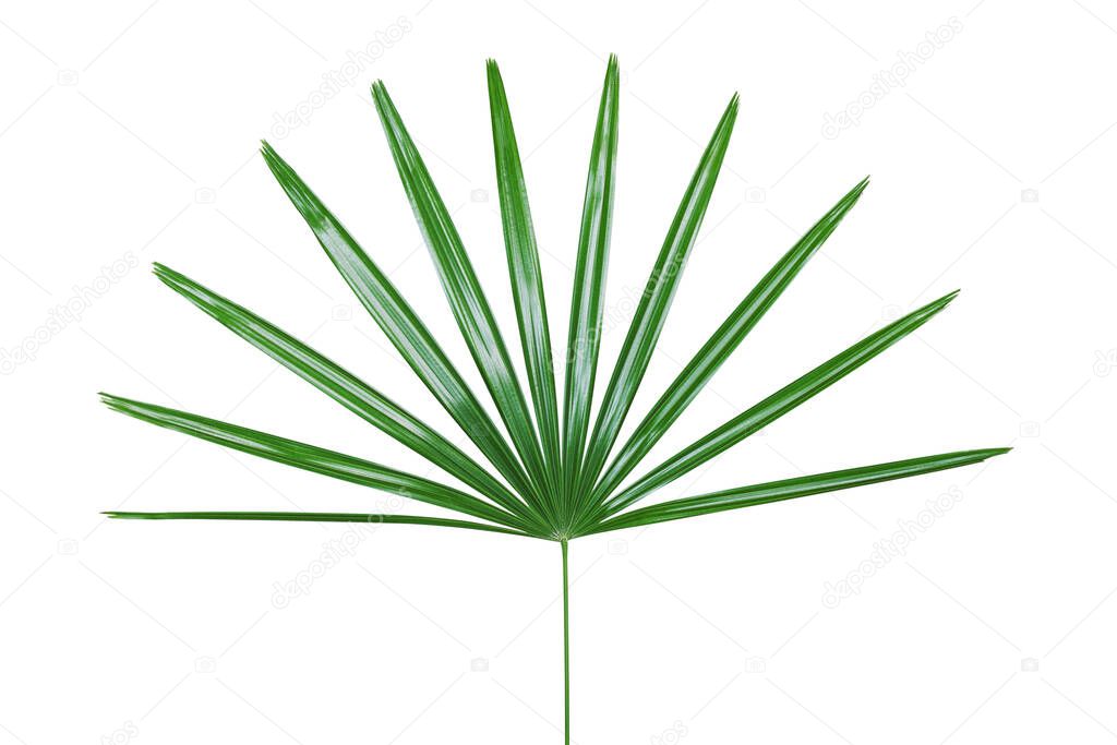 Green Leaf of Lady Palm Plant Isolated on White Backgroud with Clipping Path