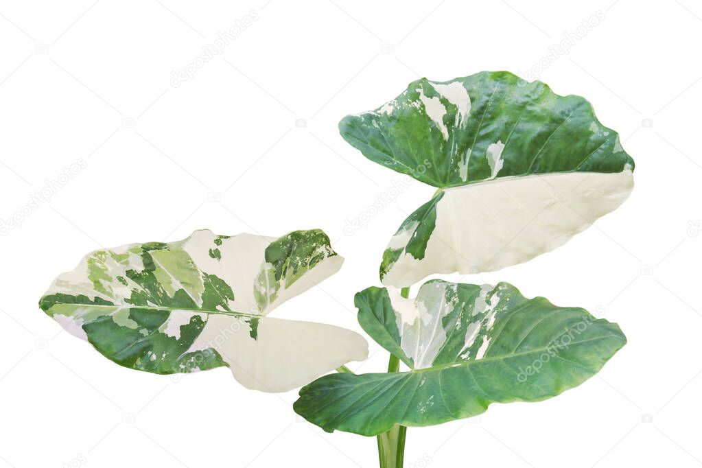 Alocasia macrorrhizos 'Variegata', Variegated Elephant Ear Plant Isolated on White Background with Clipping Path