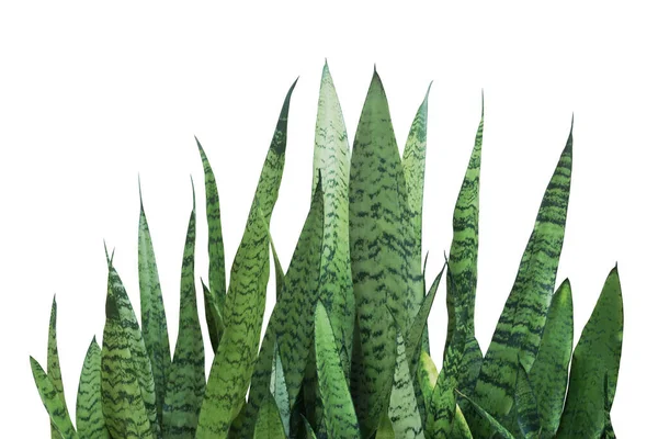 Зеленые Листья Sansevieria Trifasciata Змеиный Завод Изолированы Белом Фоне Обрезкой — стоковое фото