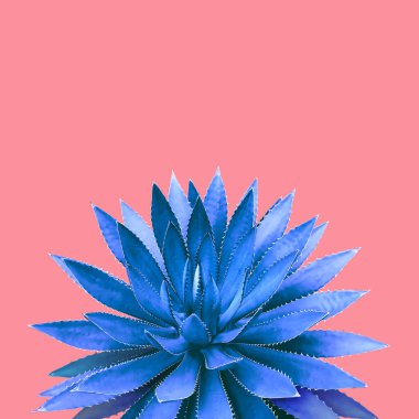 Pembe Arkaplan Renkli Tasarım Resminde Mavi Ton Rengi Agave Bitkisi