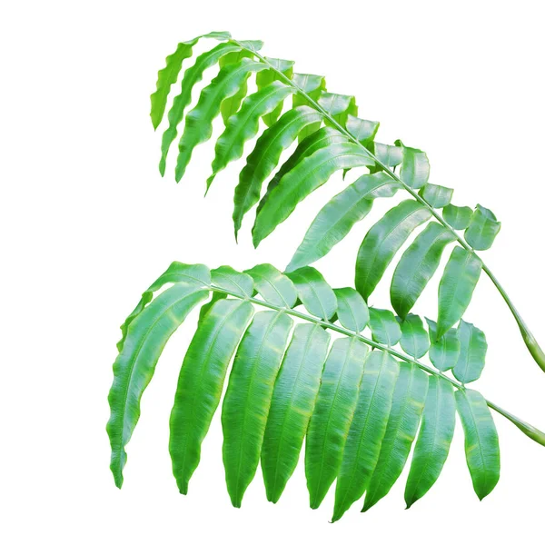 Groene Bladeren Van Angiopteris Evecta Forst Hoffm Reuzenvaren Plant Geïsoleerd — Stockfoto