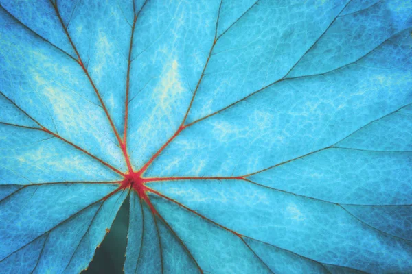 Laub Blatt Der Begonia Pflanze Blautönen Farbe Natürliches Muster Hintergrund — Stockfoto