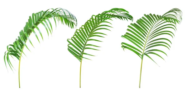 Tropiska Palmblad Isolerade Vit Bakgrund Med Klippbana — Stockfoto