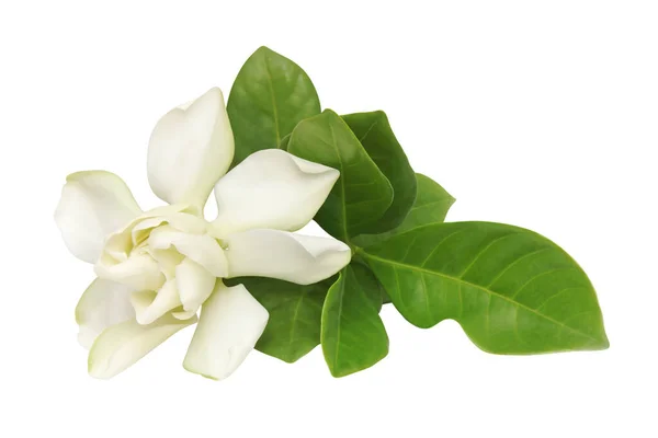 Gardenia Jasminoider Cape Jasmin Blomma Med Gröna Blad Isolerade Vit — Stockfoto