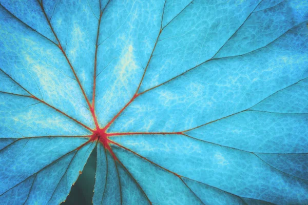 Levél Begonia Plant Kék Árnyalatú Természetes Minta Háttér Jogdíjmentes Stock Fotók