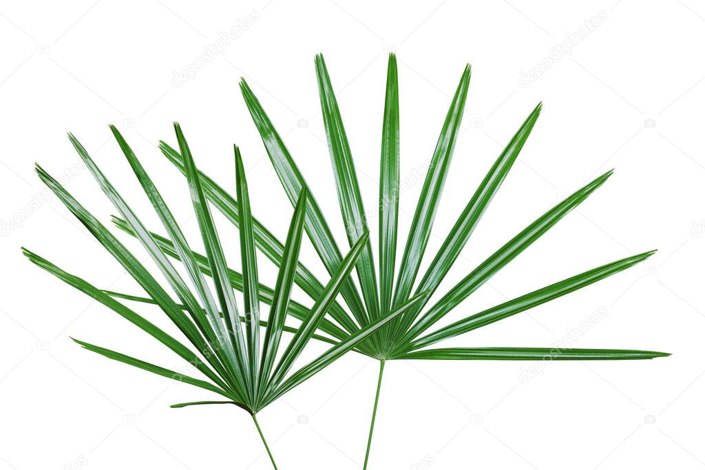 Green Leaves of Lady Palm Plant Isolated on White Backgroud with Clipping Path