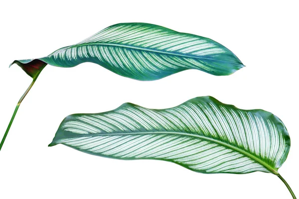 Tropiska Gröna Blad Calathea Majestica Calathea Växt Isolerad Vit Bakgrund — Stockfoto