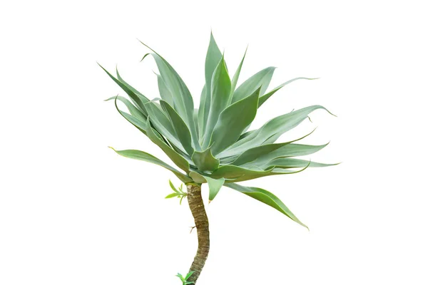 Agave attenuata, Fox Tail Agave Plant Isolated on White Background with Clipping Path