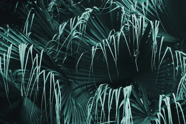 Feuillage Exotique Feuilles Tropicales Palmier Dans Couleur Bleu Foncé Comme — Photo