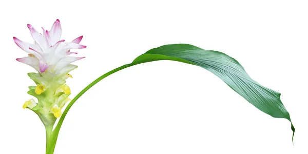Růžový Květ Zeleným Listem Rostliny Kurkumy Izolované Bílém Pozadí Oříznutou — Stock fotografie