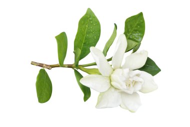Gardenya yaseminoides, Yeşil yapraklı Cape Jasmin Çiçeği Kırpma Yollu Beyaz Arkaplanda İzole Edilmiş