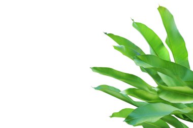 Heliconia Bitkisinin Taze Yeşil Yaprakları Kırpma Yolu ile Beyaz Arkaplanda İzole Edildi