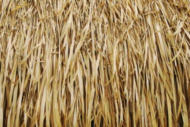 Saz çatı doku arka plan