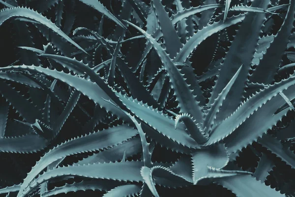 Spiky Agave Plantes Jardin Dans Couleur Ton Foncé Comme Fond — Photo