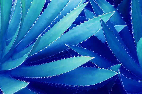 蓝调自然纹理背景下给予植物的尖峰叶 — 图库照片