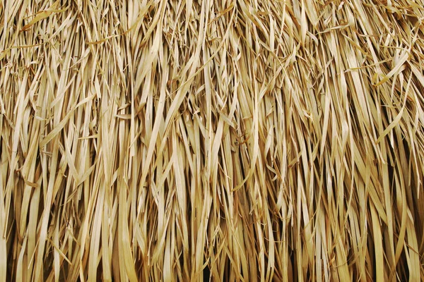 Saz çatı doku arka plan