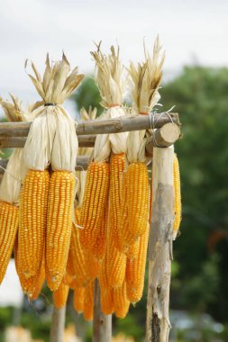Tahta raylarda asılı mısır koçanı demetleri