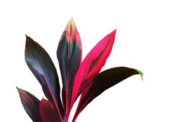 Ti Bitkisinin Tropik Kırmızı Yaprakları, Cordyline Fruticosa Kırpma Yolu ile Beyaz Arkaplanda İzole Edildi