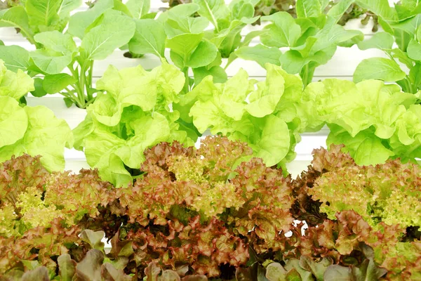 Fresh Organic Vegetables Hydroponic Farm — Stock Photo, Image