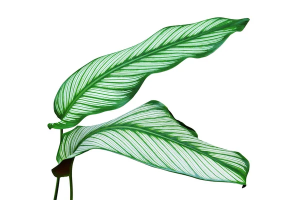 Tropiska Gröna Blad Calathea Calathea Majestica Växt Isolerad Vit Bakgrund — Stockfoto