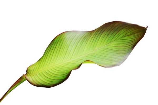 Tropical Grren Leaf Edible Canna Edulis Plant Isolerad Vit Bakgrund — Stockfoto