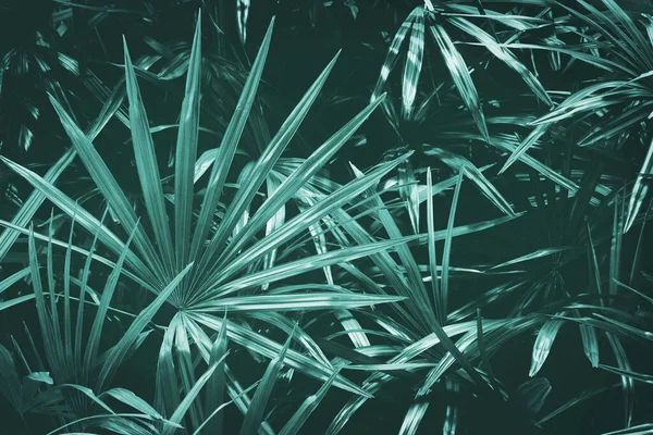 Lady Palm Trees Dark Blue Tone Color — Stock Photo, Image