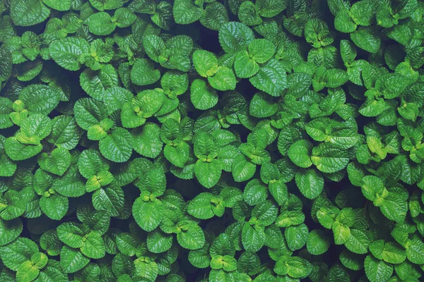 Grüne Blätter Der Schleichenden Charlie Pflanze Als Natürlicher Musterhintergrund — Stockfoto