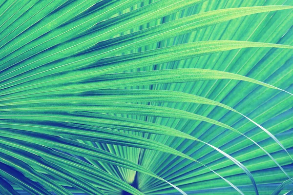 Exotiska Tropiska Palmblad Med Retrofiltereffekt Som Texturbakgrund — Stockfoto