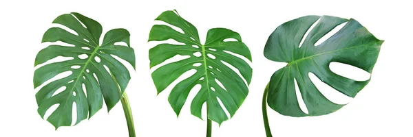 Green Leaves Monstera Plant Isolated White Background Clipping Path — Stock Photo, Image