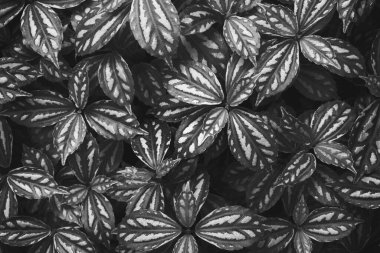 Doğal Kalıp Arkaplan Olarak Siyah & Beyaz Yeşillik Yapraklar