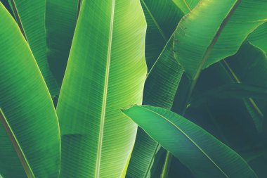 Bereketli Tropikal Dekoratif Muz Palmiyesi Doğal Yeşil Arkaplan Olarak Yapraklanıyor