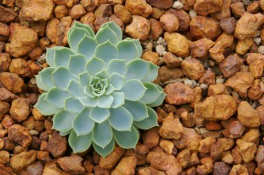 Güzel Sulu Cereyan Hoşgörü Bitkisi, Echeveria Hibrit Kayalık Yatakta
