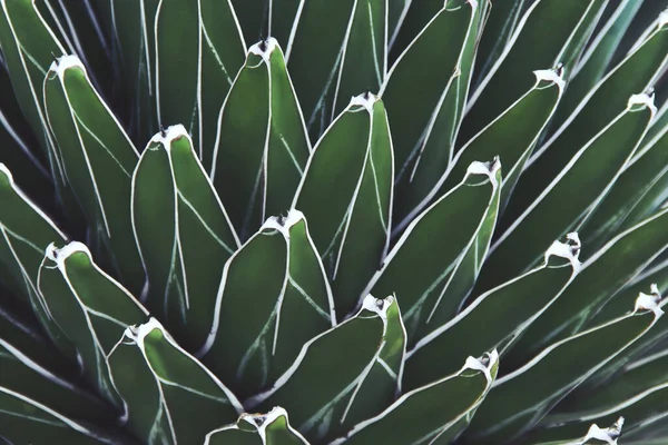 异国情调的植物作为抽象纹理背景 — 图库照片
