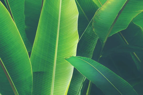 Weelderige Tropische Decoratieve Bananenpalmbladeren Als Natuurlijke Groene Achtergrond — Stockfoto