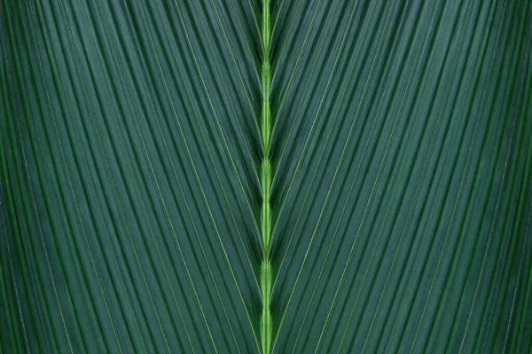Hoja Tropical Follaje Palma Verde Oscuro Como Fondo Abstracto Natural —  Fotos de Stock