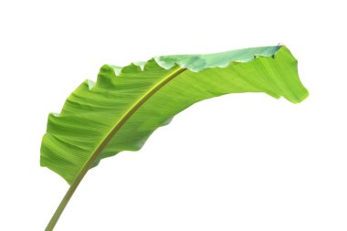 Muz Yeşil Yaprağı Kırpma Yolu ile Beyaz Arkaplanda izole