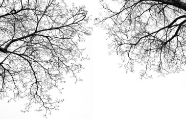 Siyah & Beyaz Yapraksız Ağaç Dalları