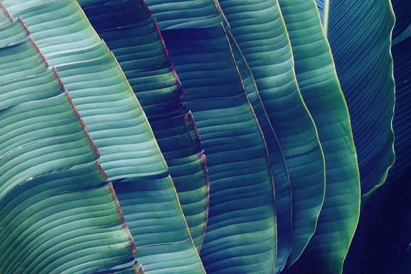 Folhas Palma Tropicais Fundo Natural Textura Verde Escuro — Fotografia de Stock