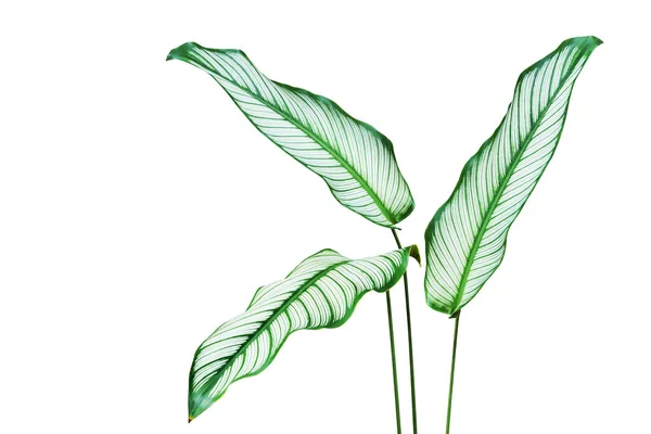 Tropiska Gröna Blad Calathea Calathea Majestica Växt Isolerad Vit Bakgrund — Stockfoto