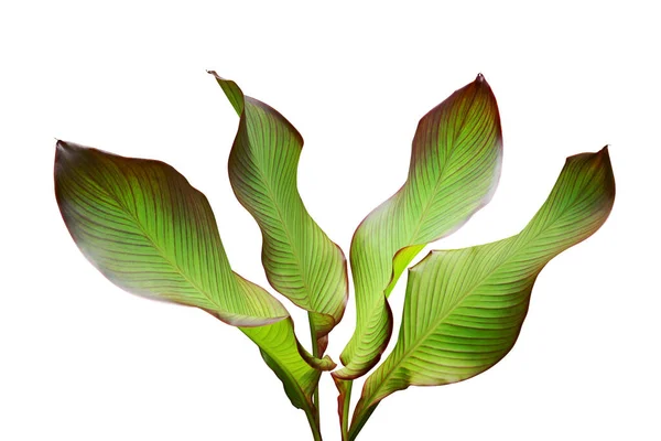 Tropiska Gröna Blad Ätliga Växter Canna Edulis Isolerad Vit Bakgrund — Stockfoto