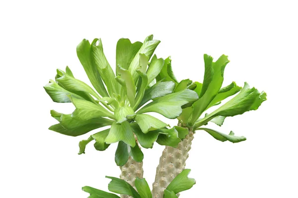 Euphorbia Poissonii Svíčky Rostliny Izolované Bílém Pozadí Oříznutí Stezky — Stock fotografie