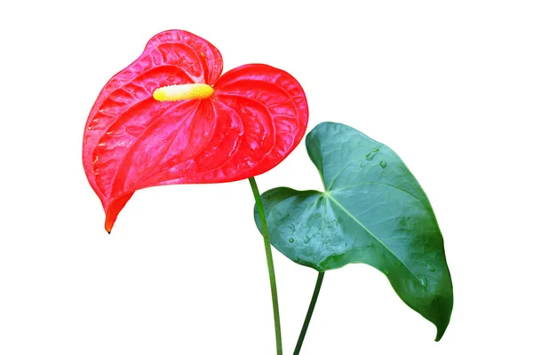 Röd Anthurium Blomma Med Grönt Blad Isolerad Vit Bakgrund Med — Stockfoto